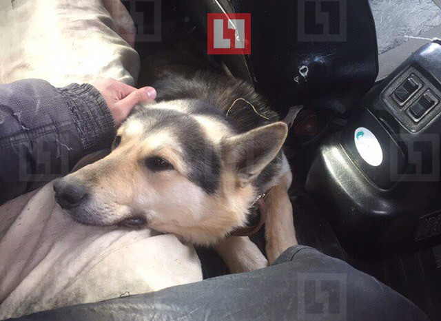 Собака, находившаяся в машине живодёров при задержании. Фото: © L!FE