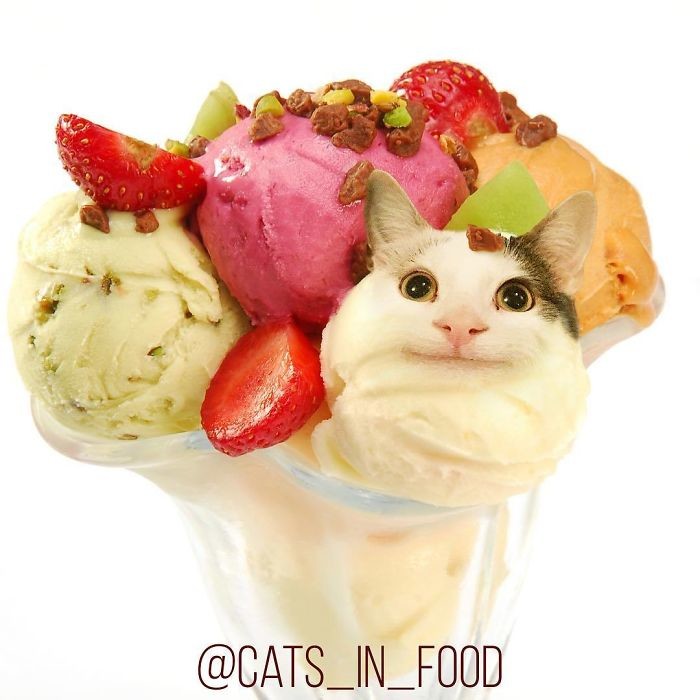 Фото © Instagram/cats_in_food
