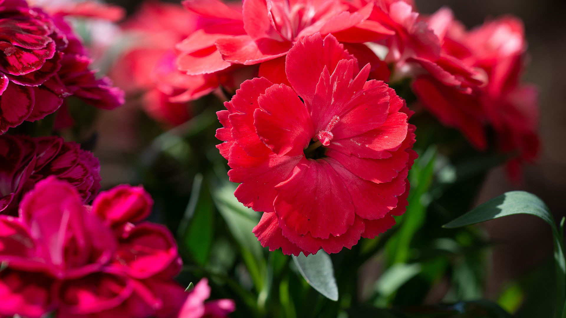 Гвоздика фотография. Диантус красный. Гвоздика Полевая. Гвоздика цветок. Red Dianthus Flower.