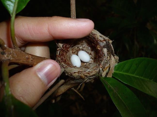 Кладка яиц колибри. Фото © Flickr / João Ferreira