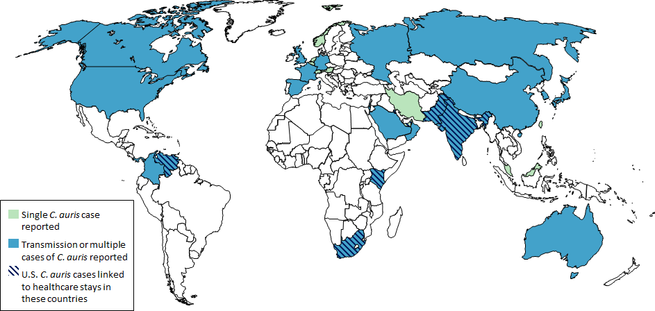 Распространение Candida auris в мире (по данным на февраль 2019 года). Сплошным синим цветом обозначены области, где были зафиксированы многочисленные случаи заражения. Фото: © cdc.gov