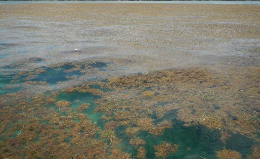 Водоросли саргассум на побережье штата Флорида, США. Фото © Океанографический институт Флоридского атлантического университета