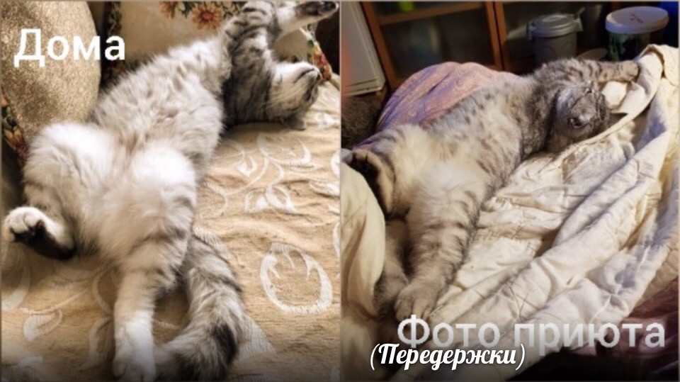 Пропавший кот Сёма. Фото ©VK / Татьяна Недумова