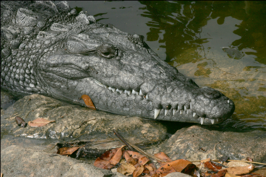 Крокодил wikipedia.org
