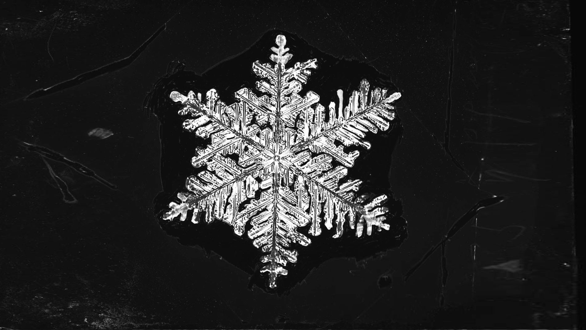 <p>Фото © Уилсон Бентли <a href="https://cdm16694.contentdm.oclc.org/digital/collection/BSM001/search/searchterm/Bentley%20Snow%20Crystal%20Collection/field/relatig/mode/exact/conn/and/order/date/page/3" target="_blank">contentdm</a></p>