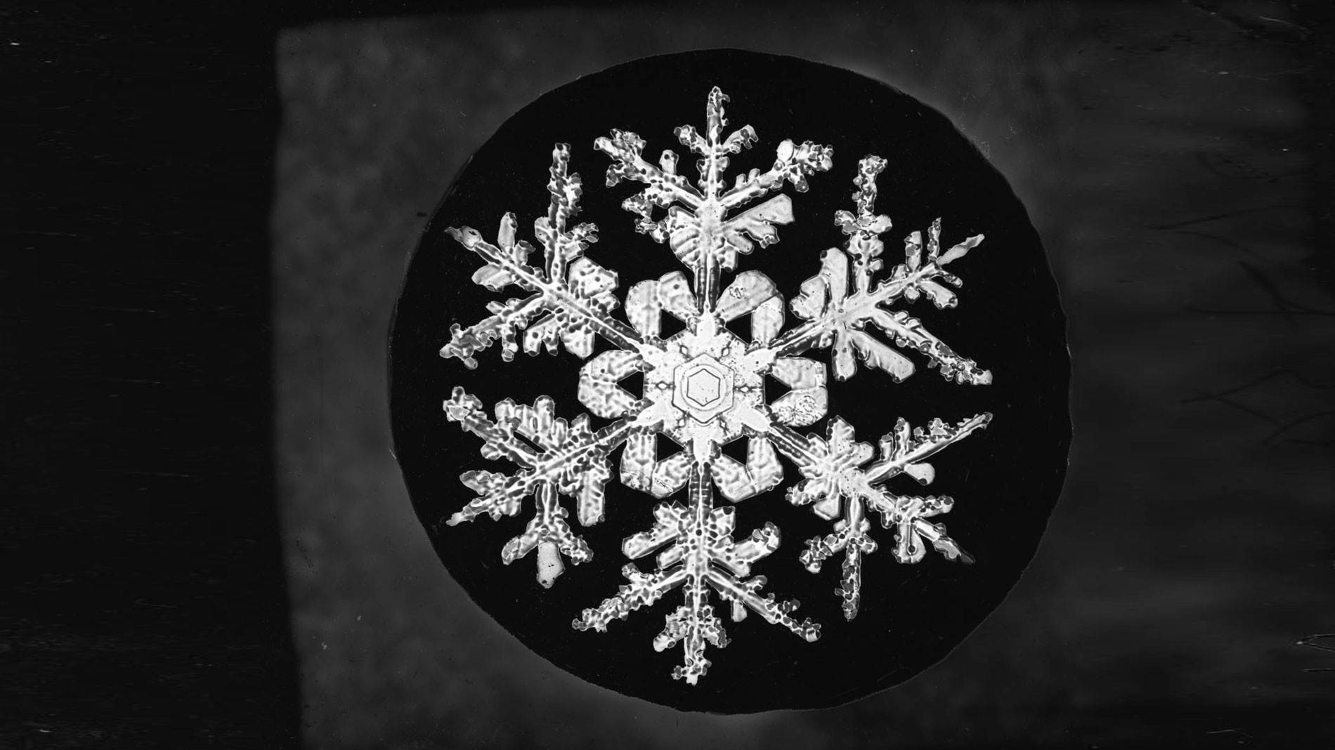 <p>Фото © Уилсон Бентли <a href="https://cdm16694.contentdm.oclc.org/digital/collection/BSM001/search/searchterm/Bentley%20Snow%20Crystal%20Collection/field/relatig/mode/exact/conn/and/order/date/page/3" target="_blank">contentdm</a></p>