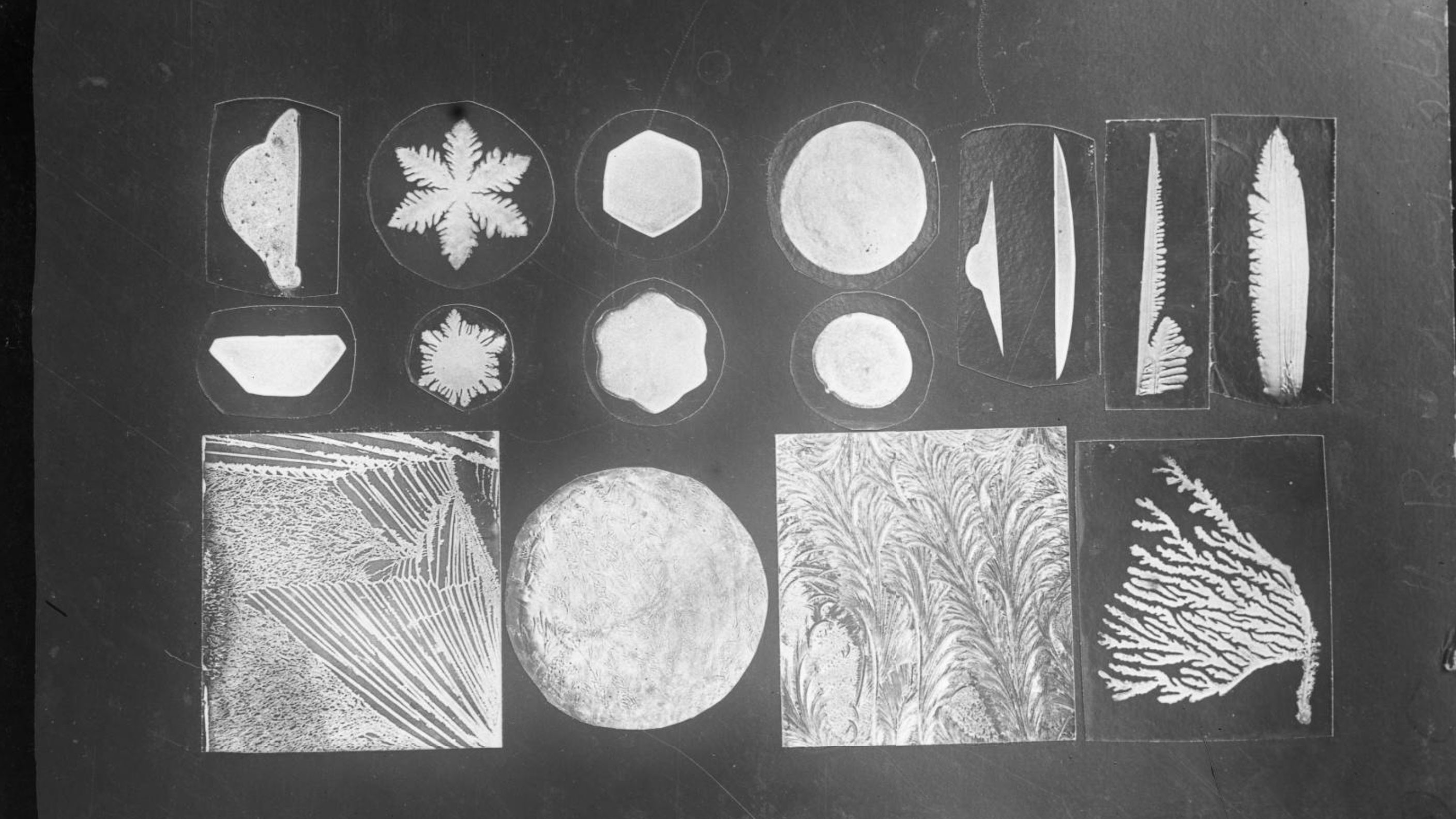 <p>Фото © Уилсон Бентли <a href="https://cdm16694.contentdm.oclc.org/digital/collection/BSM001/search/searchterm/Bentley%20Snow%20Crystal%20Collection/field/relatig/mode/exact/conn/and/order/date/page/3" target="_blank">contentdm</a></p>