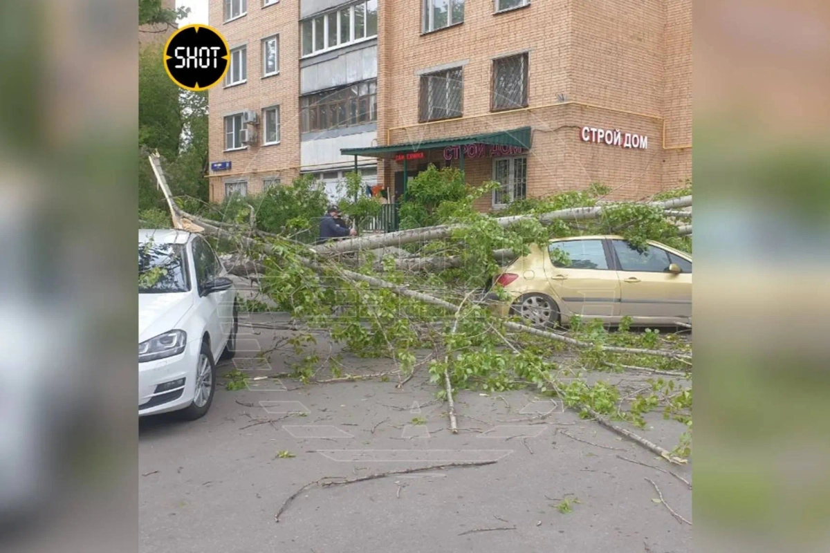 В Москве и области из-за ветра со снегом несколько деревьев упали на машины