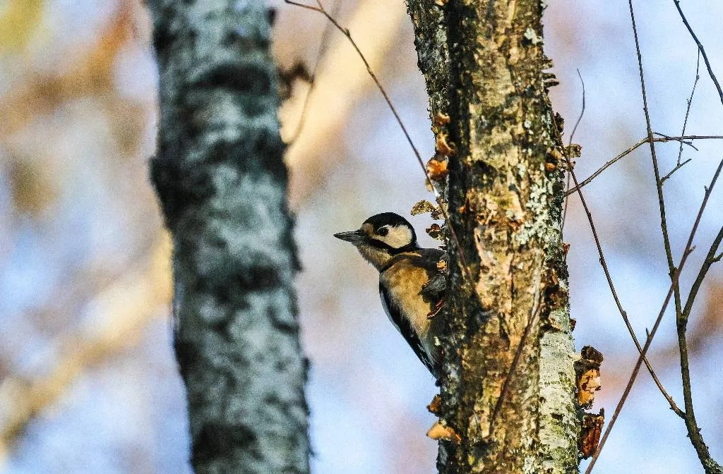 Орнитолог Колбик: Вестниками весны в средней полосе являются грачи и ...
