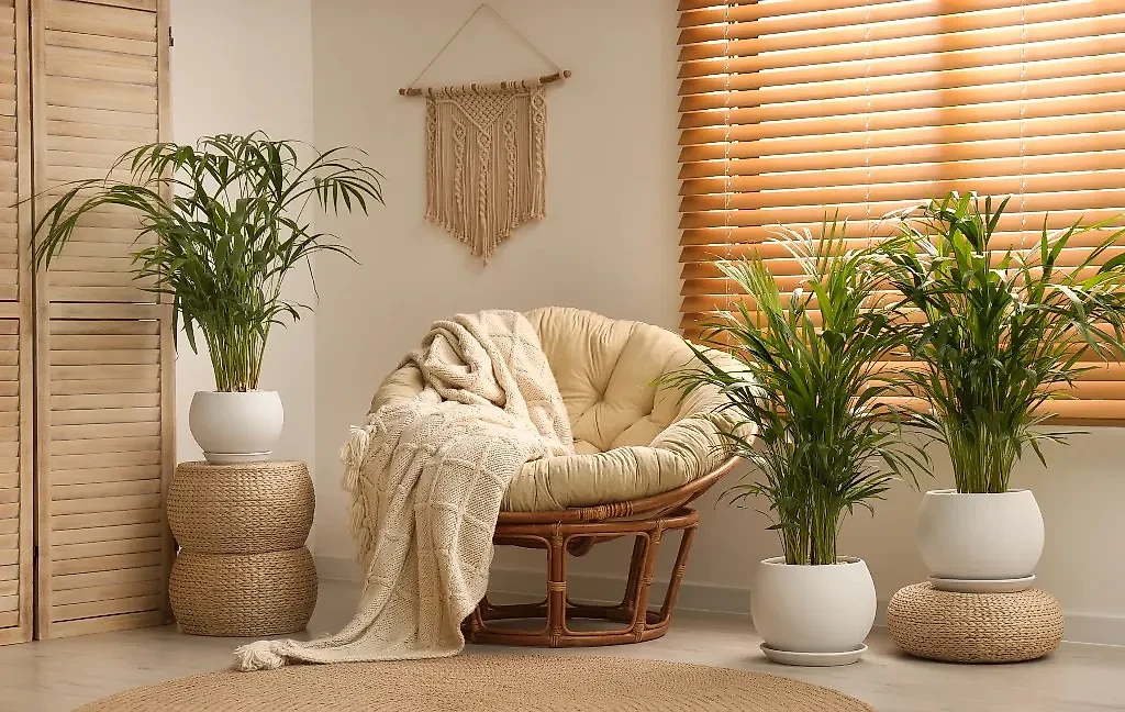 Арека — это декоративная пальма, нейтрализующая формальдегиды, бензол и трихлорэтилен. Фото © Shutterstock