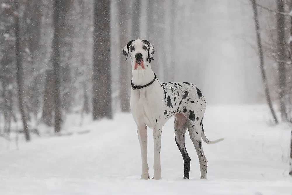 Немецкий дог: внешний вид и преданность. Фото © Shutterstock