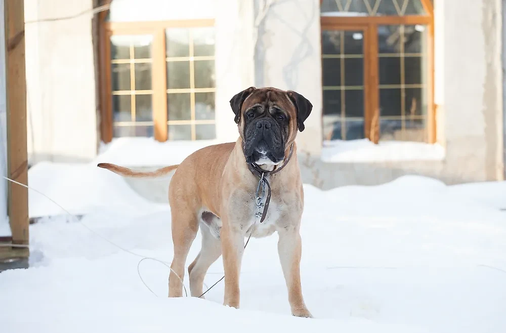 Английский мастиф: внушительные размеры и мощная мускулатура. Фото © Shutterstock