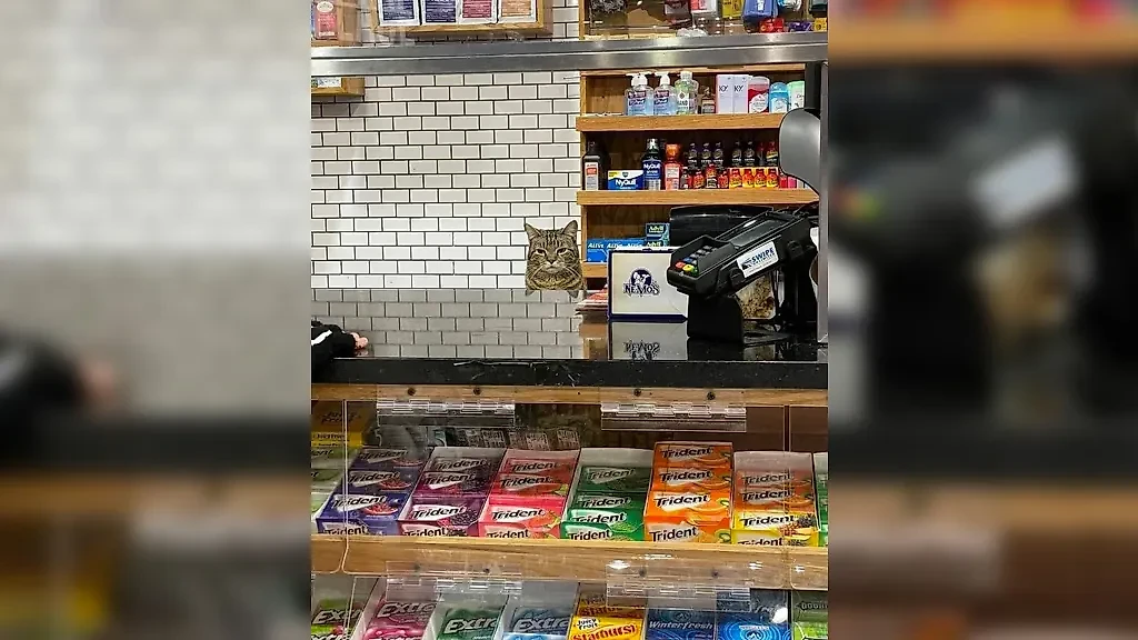 Фото © Reddit / urban_zmb