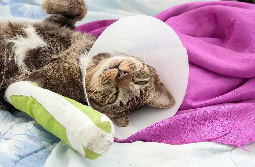 Эти клички животных могут принести несчастье и проблемы в ваш дом. Фото © Shutterstock