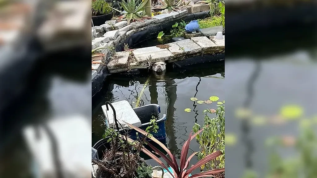 Фото © Reddit / Rutabaga_Recent