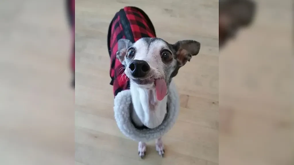 Фото © Reddit / Fearless-Shift