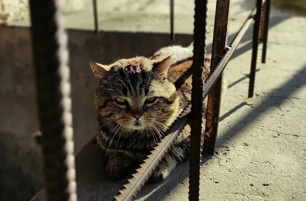 Российские подъезды: 10 историй, которые стоит узнать. Фото © Shutterstock