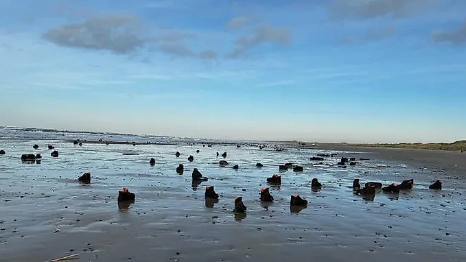 Выброшенные штормом на берега Дании ботинки. Обложка © X / MVV MVV