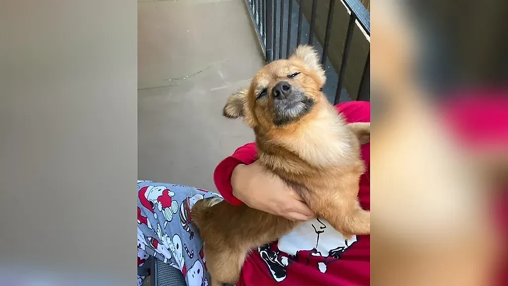 Фото © Reddit / RARA64HUNNID