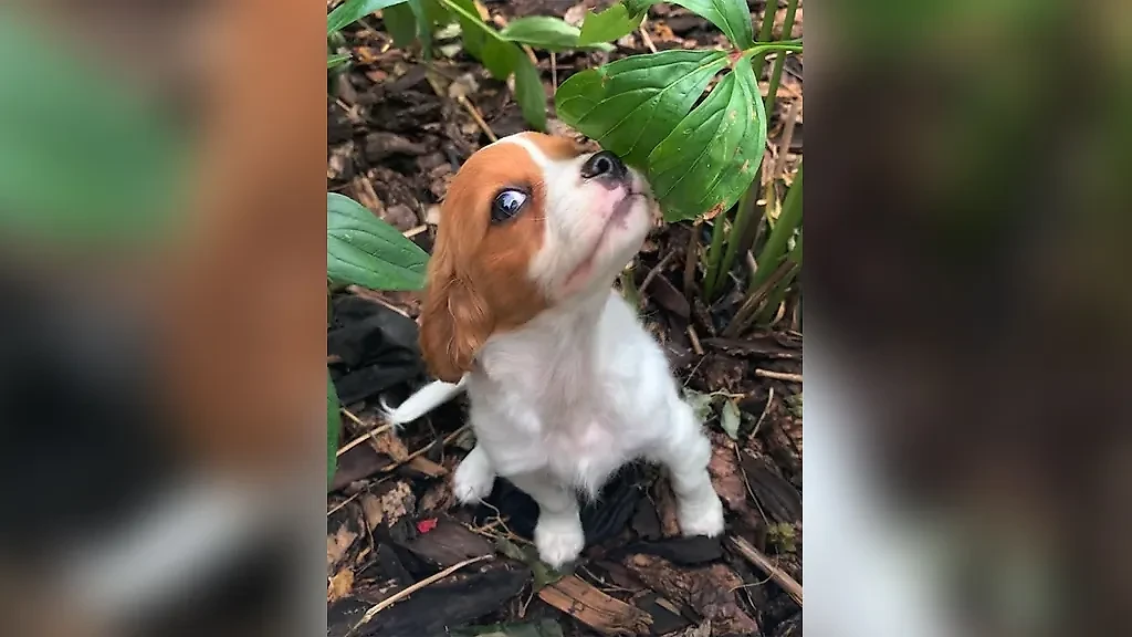 Фото © Reddit / makingmemesatwork