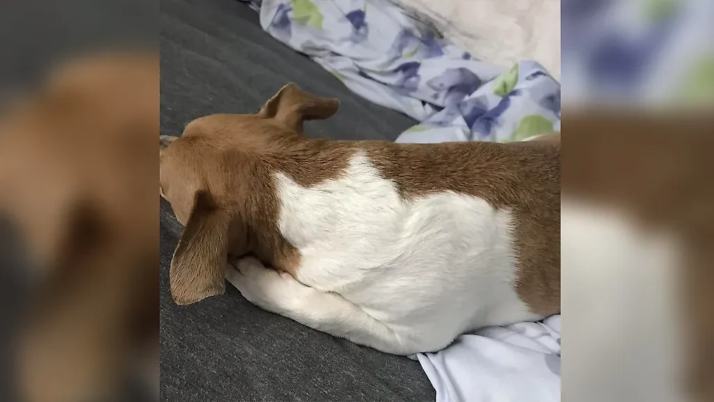 Фото © Reddit / Littledaikon