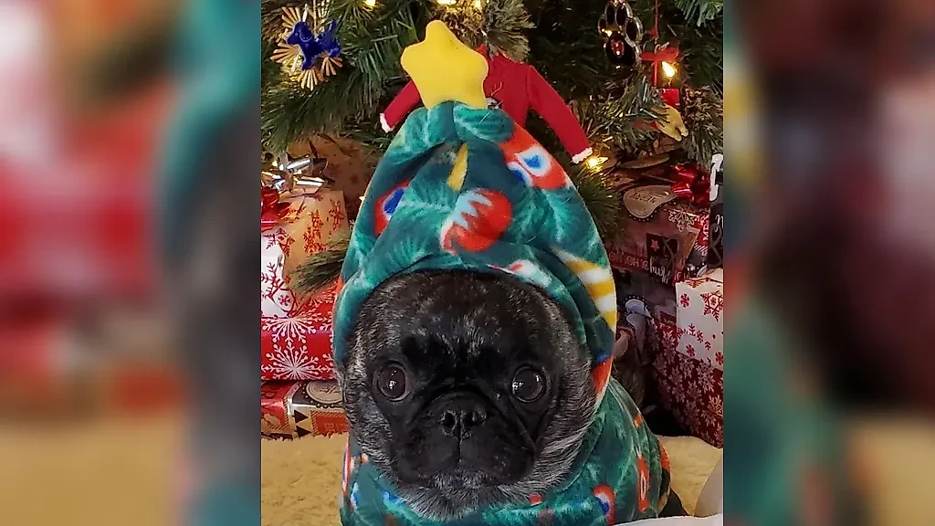 Фото © Reddit / Sagaciouss1