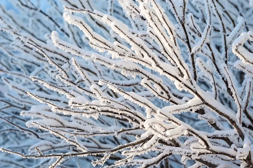 Считалось, что если слой снега глубокий, то год будет богат на хлеба: рожь и пшеницу. Фото © Shutterstock