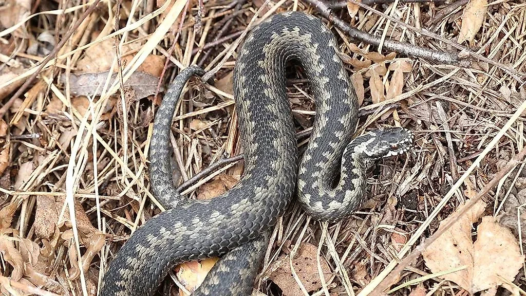 Гадюка. Обложка © ТАСС / Владимир Гердо