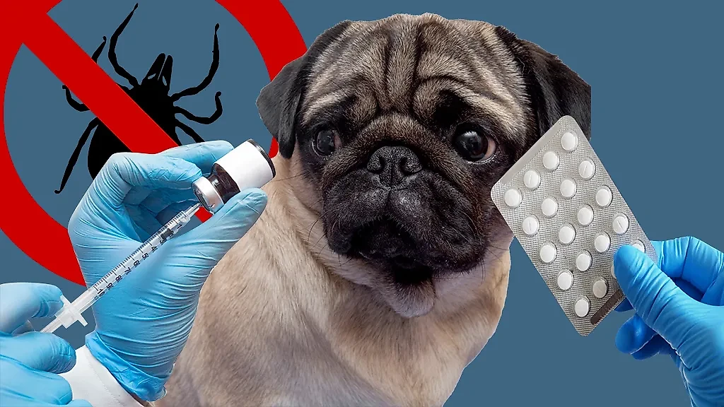 Сейчас самое время готовить питомца к сезону клещей. Любители кошек и собак знают, что противопаразитарная вакцина бывает в таблетках, каплях и в виде специального ошейника. Коллаж © Life.ru. Фото © Shutterstock / FOTODOM