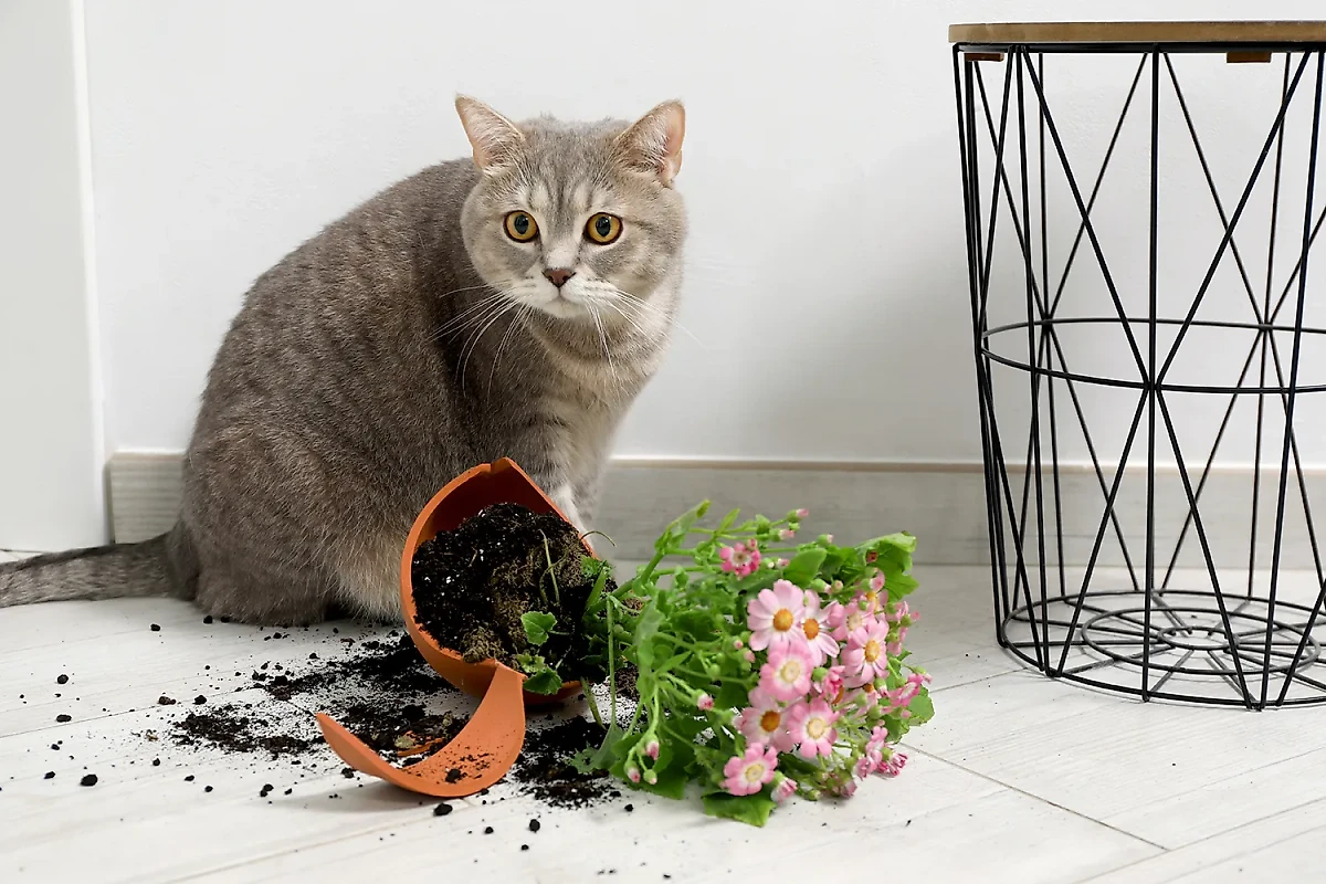 Какие приметы и суеверия связаны с дарением цветов в горшках? Такие растения стоят в сырой земле с "мёртвой энергетикой". Фото © Shutterstock / FOTODOM