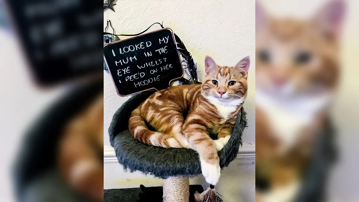 Фото © Instagram (признан экстремистской организацией и запрещён на территории Российской Федерации) / ellieconclavi