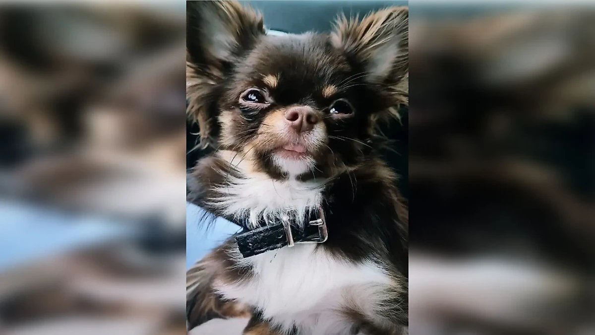 Фото © Reddit / themontedev