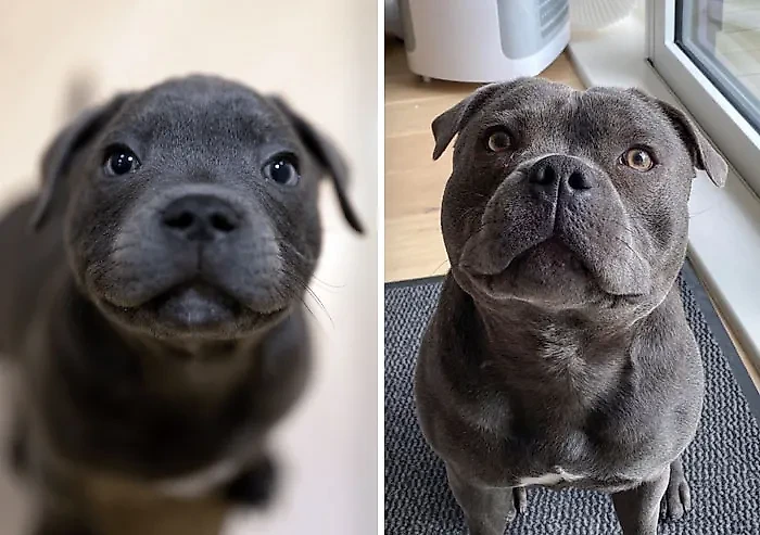 Фото © Reddit / barkingsimian