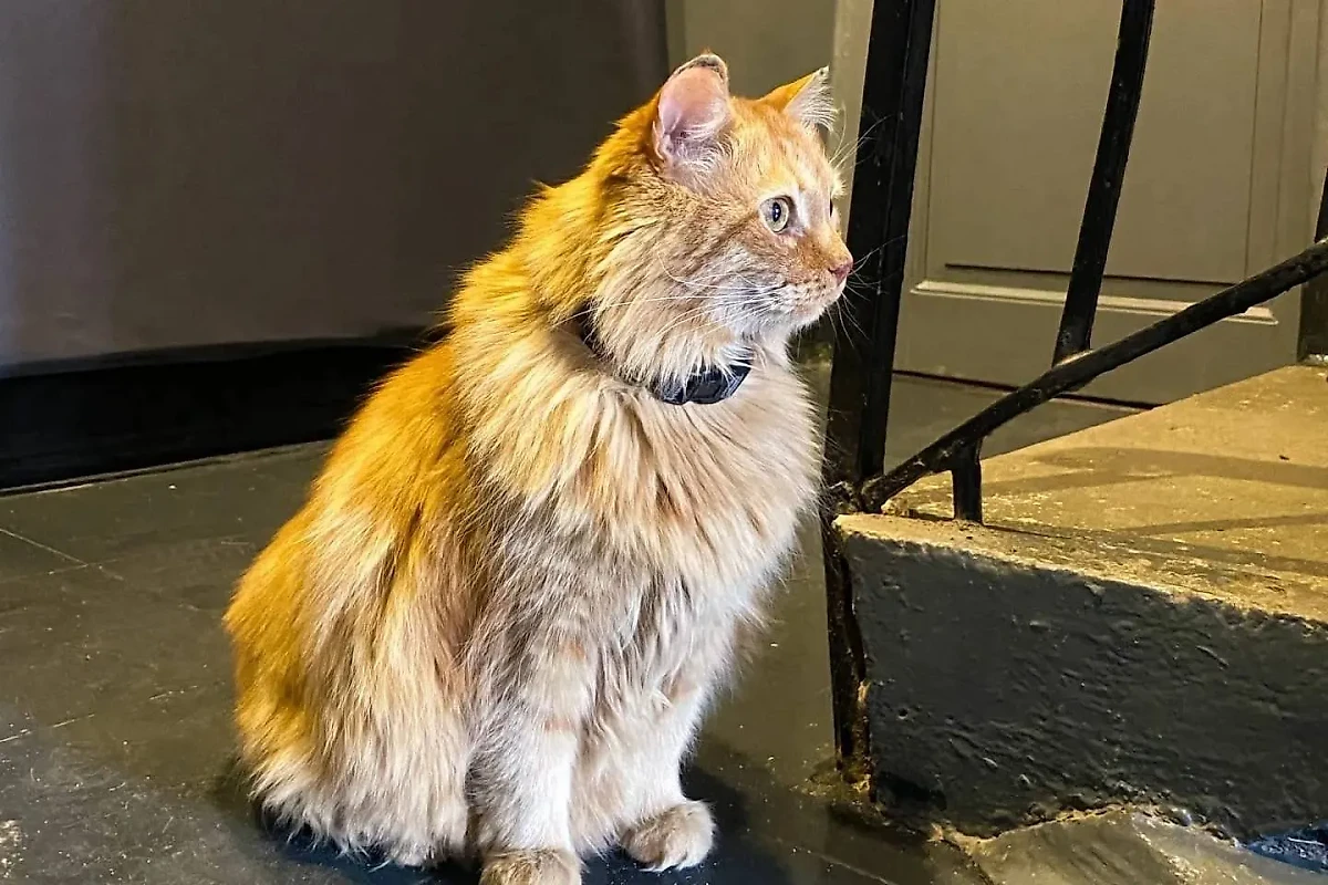 Умер кот – талисман петербургского музея Анны Ахматовой по имени Кеша. Обложка © VK / Музей Анны Ахматовой в Фонтанном доме