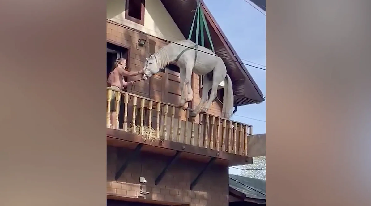 Конь, которого спасли из подтопленного дома в Оренбурге. Обложка © Telegram / Оренбург онлайн | Новости