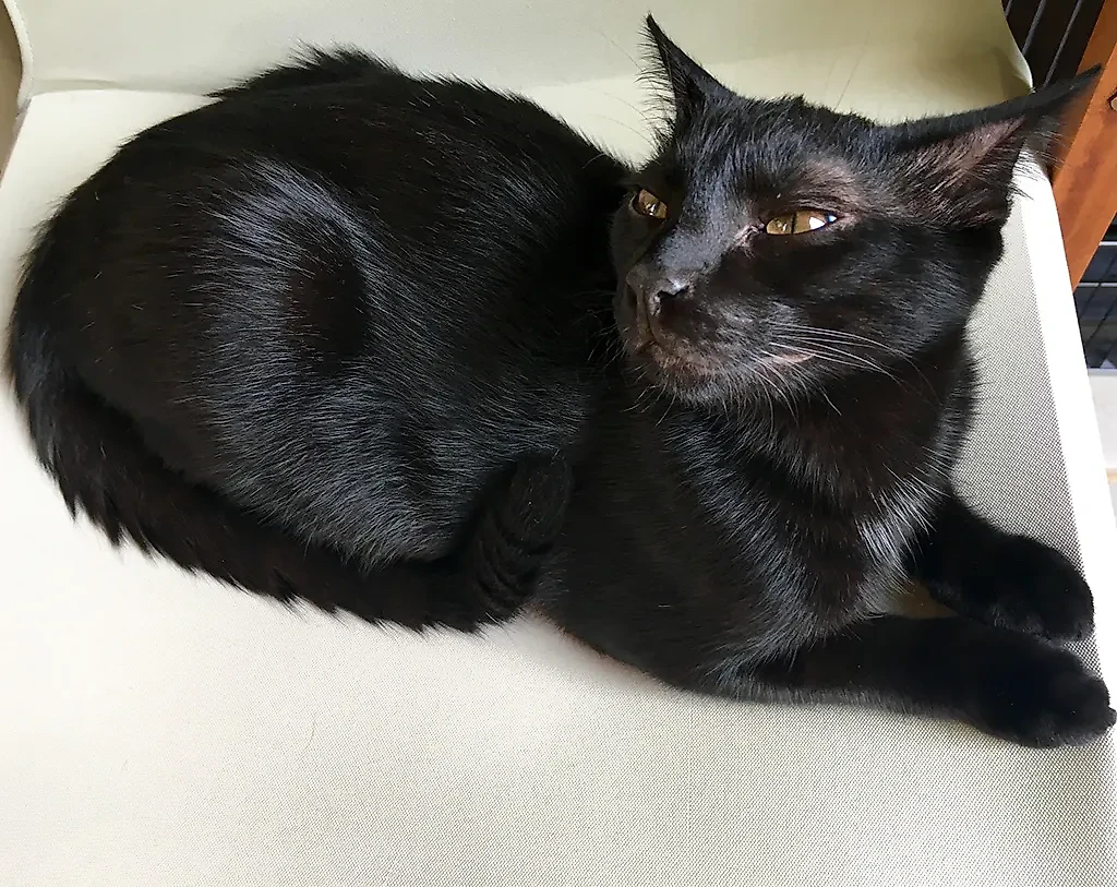 Фото © Reddit / Chapy_cat