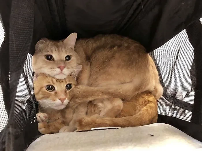 Фото © Reddit / drenniks