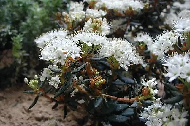 Заросли багульника имеют удивительный, ни с чем не сравнимый и довольно сильный, насыщенный аромат. Фото © Wikipedia / Sten