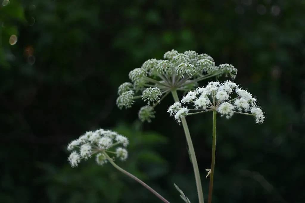 Избежать распространения семян борщевика поможет старый чулок, заявил садовод. Обложка © Unsplash / Aleksey Milov