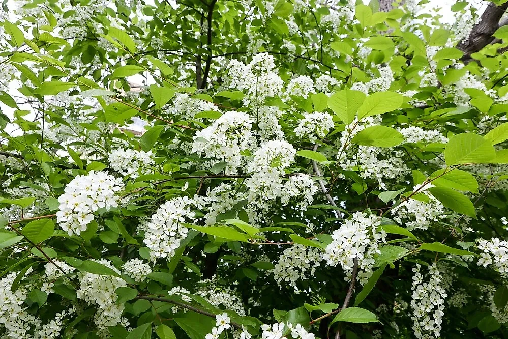 Цветение черёмухи в ботаническом саду МГУ имени Ломоносова "Аптекарский огород". Фото © АГН "Москва" / Ярослав Чингаев