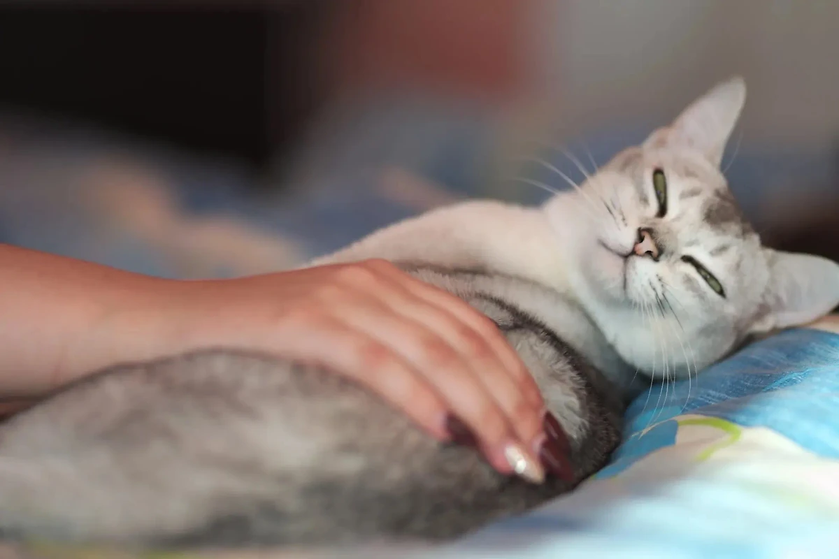 Одна из самых маложивущих пород кошек — бурмилла. Такой питомец может умереть в промежутке от 7 до 12 лет из-за проблем с почками. Фото © Shutterstock / FOTODOM / synchR