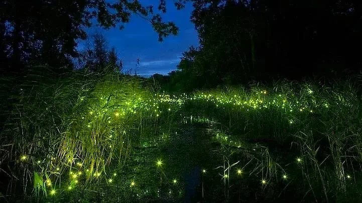 Со слов бойца, он действительно увидел дорожку из светлячков, которая провела его мимо мин. Фото © Facebook (признан экстремистской организацией и запрещён на территории Российской Федерации) / INSPIRE LOVE & HEALTH