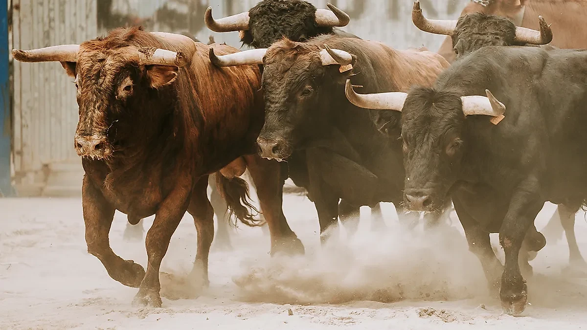 К чему снится стадо быков, убегать от быков, стадо и быки с рогами во снах женщины — общие толкования. Фото © Shutterstock / FOTODOM