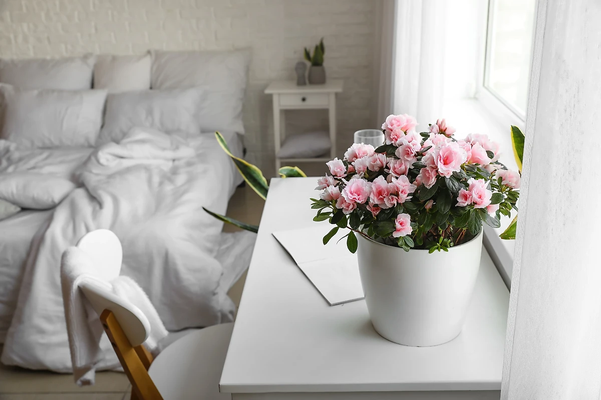 Ядовитые комнатные растения — бегония: риски для кожи и слизистых. Фото © Shutterstock / FOTODOM