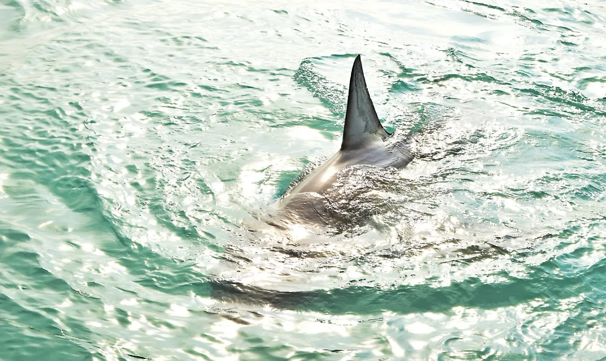 К чему снится акула и как можно толковать сон с акулой. Фото © Freepik / wirestock 