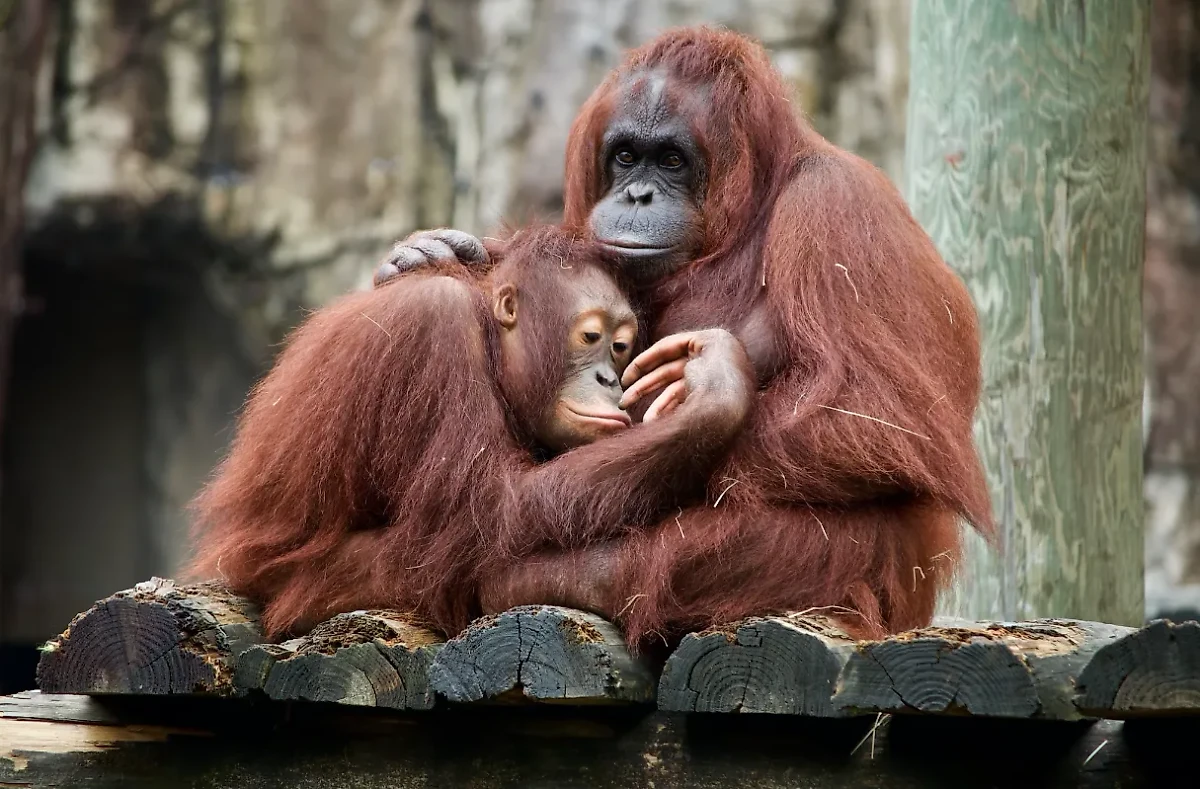 Малайзия запустит орангутан-дипломатию в странах – импортёрах пальмового масла. Обложка © Unsplash / Dan Dennis