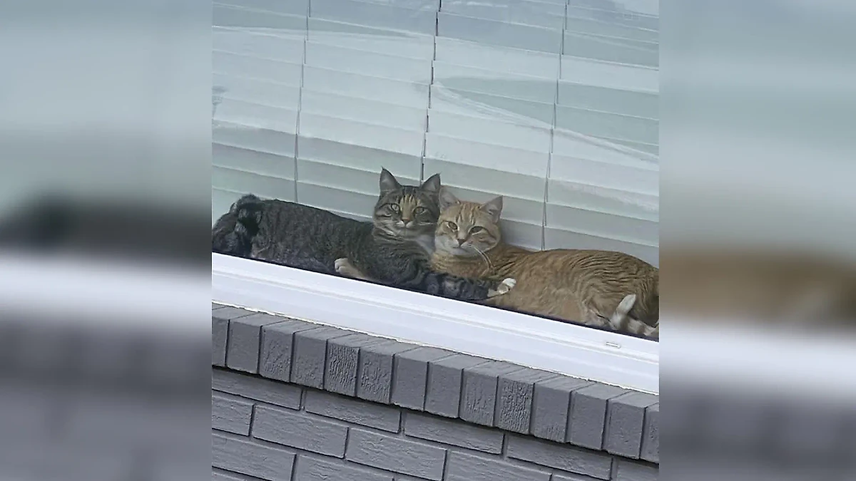 Фото © Reddit / FXBBS-Bobber