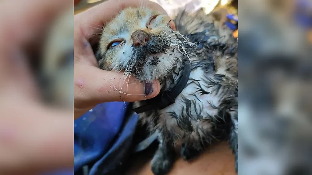 Пострадавшая в пожаре кошка. Фото © Telegram / МЧС России