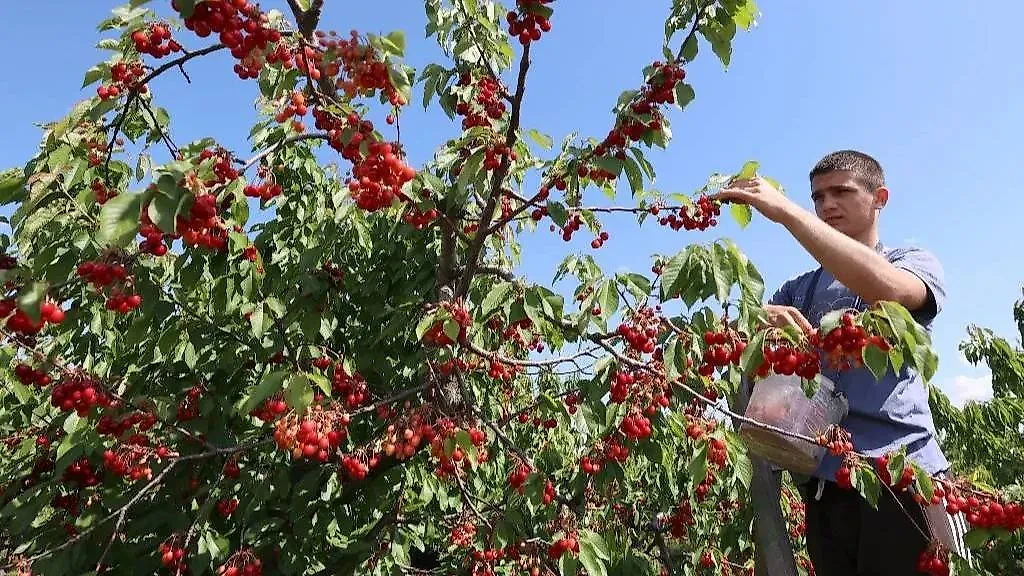 Важно собирать вишню вместе с плодоножками, поскольку в противном случае плоды очень быстро начинают гнить у основания черешка. Фото © ТАСС / Александр Полегенько