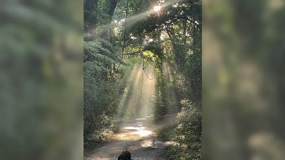 Фото © Reddit / rossionq1